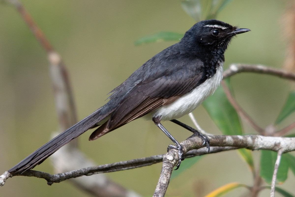 Willie-wagtail - ML611012999