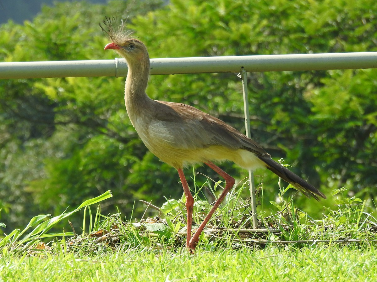 Red-legged Seriema - ML611013018