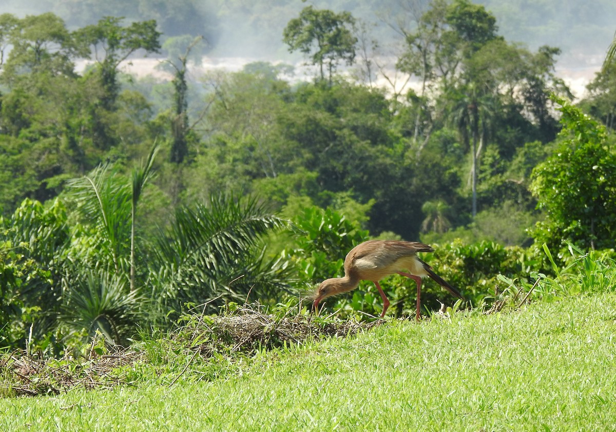 Red-legged Seriema - Patricio Ramírez Llorens