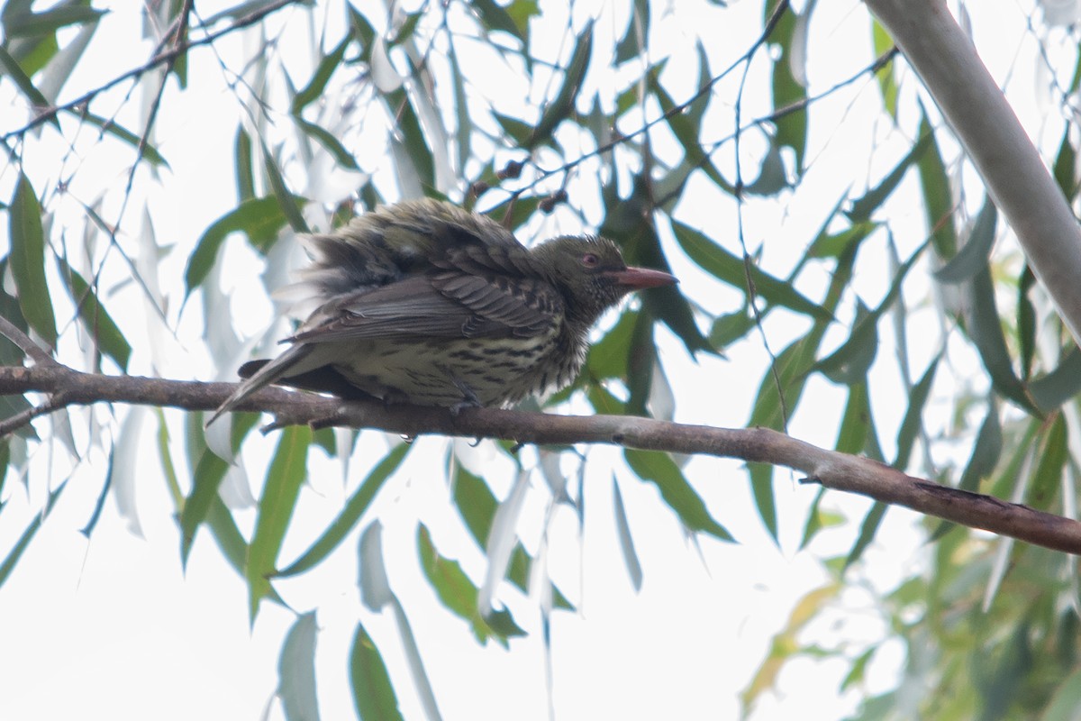 Olive-backed Oriole - Miguel Rouco