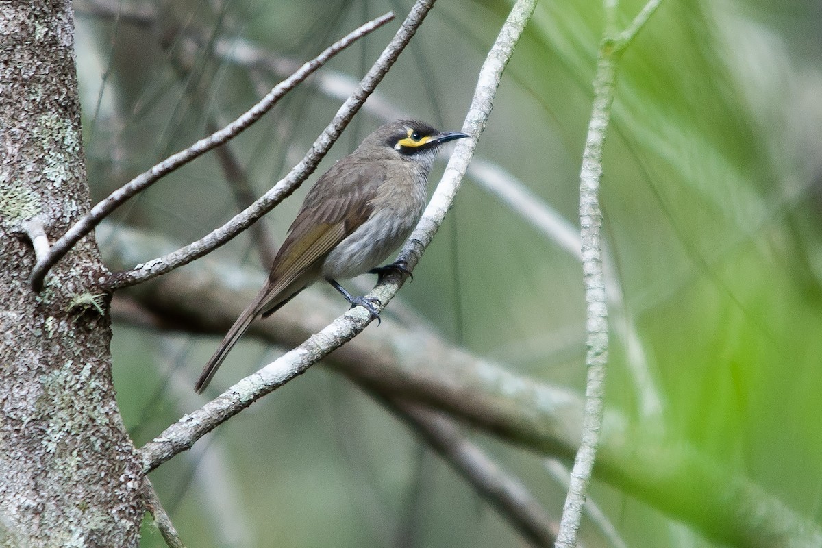 Yellow-faced Honeyeater - ML611013048