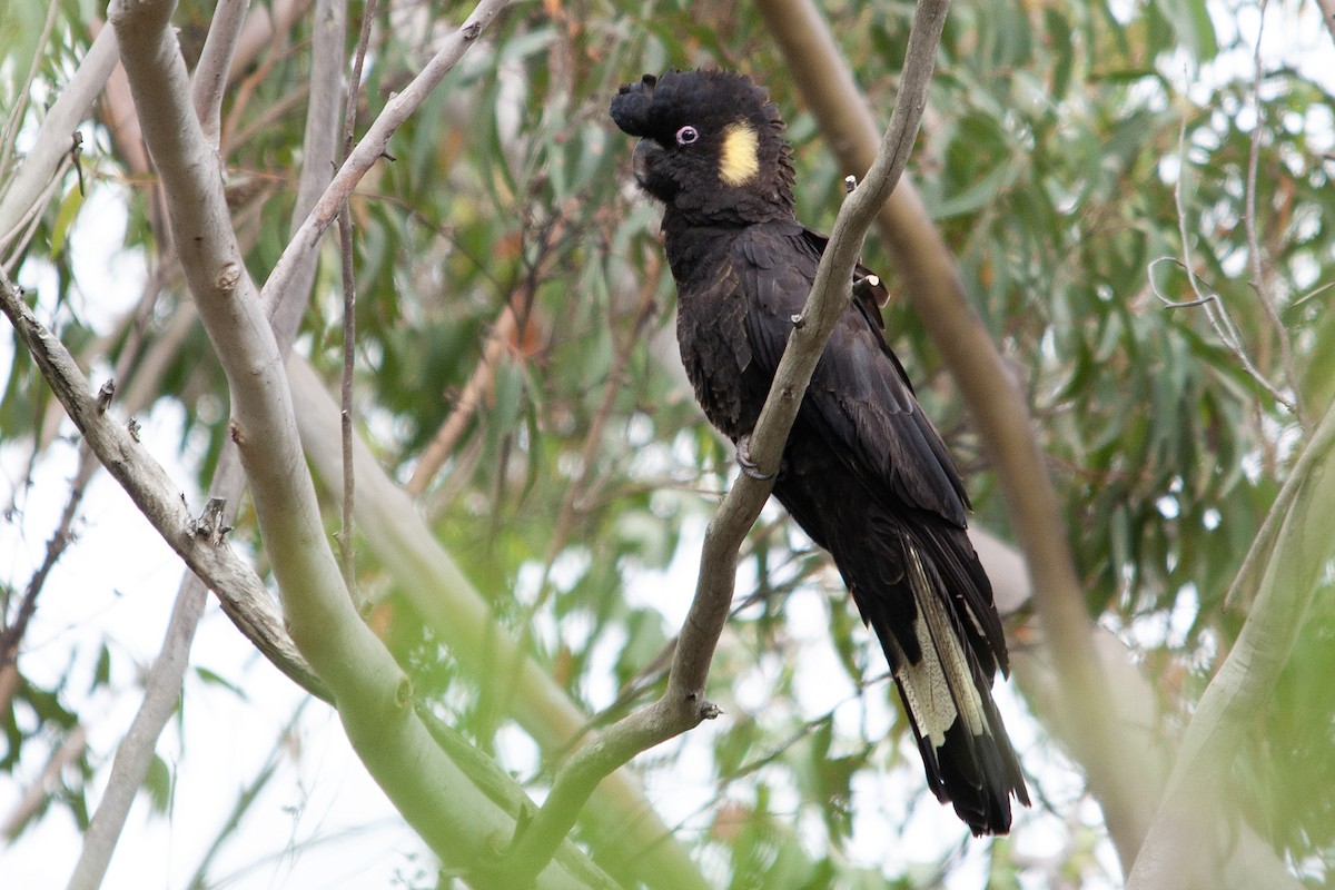 Yellow-tailed Black-Cockatoo - ML611013057