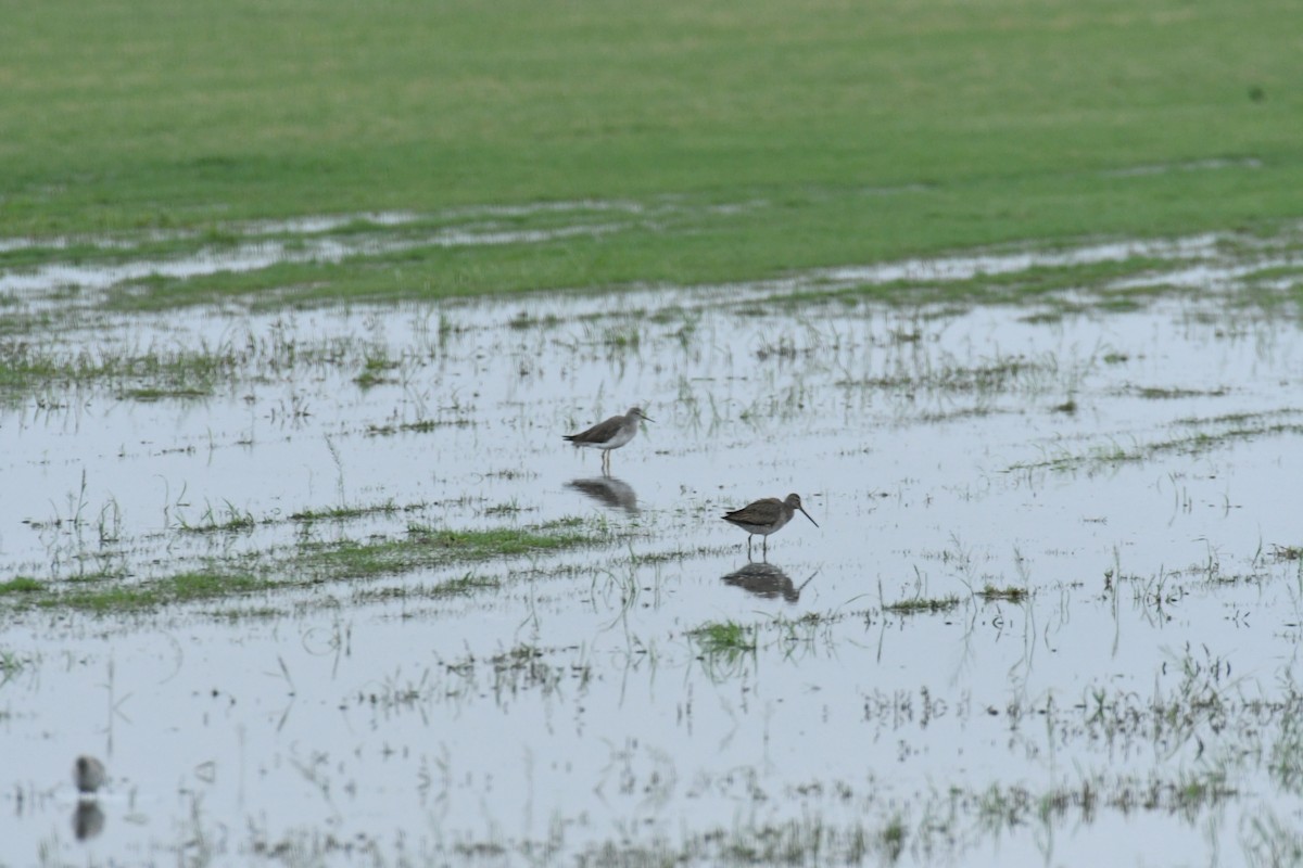 Long-billed Dowitcher - ML611013130