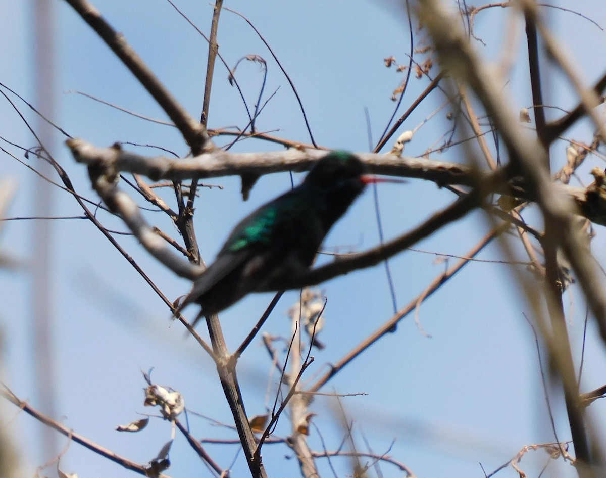 Canivet's Emerald - ML611013161