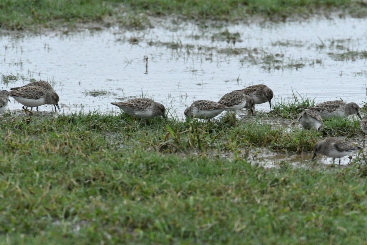 Least Sandpiper - Robert Opperman