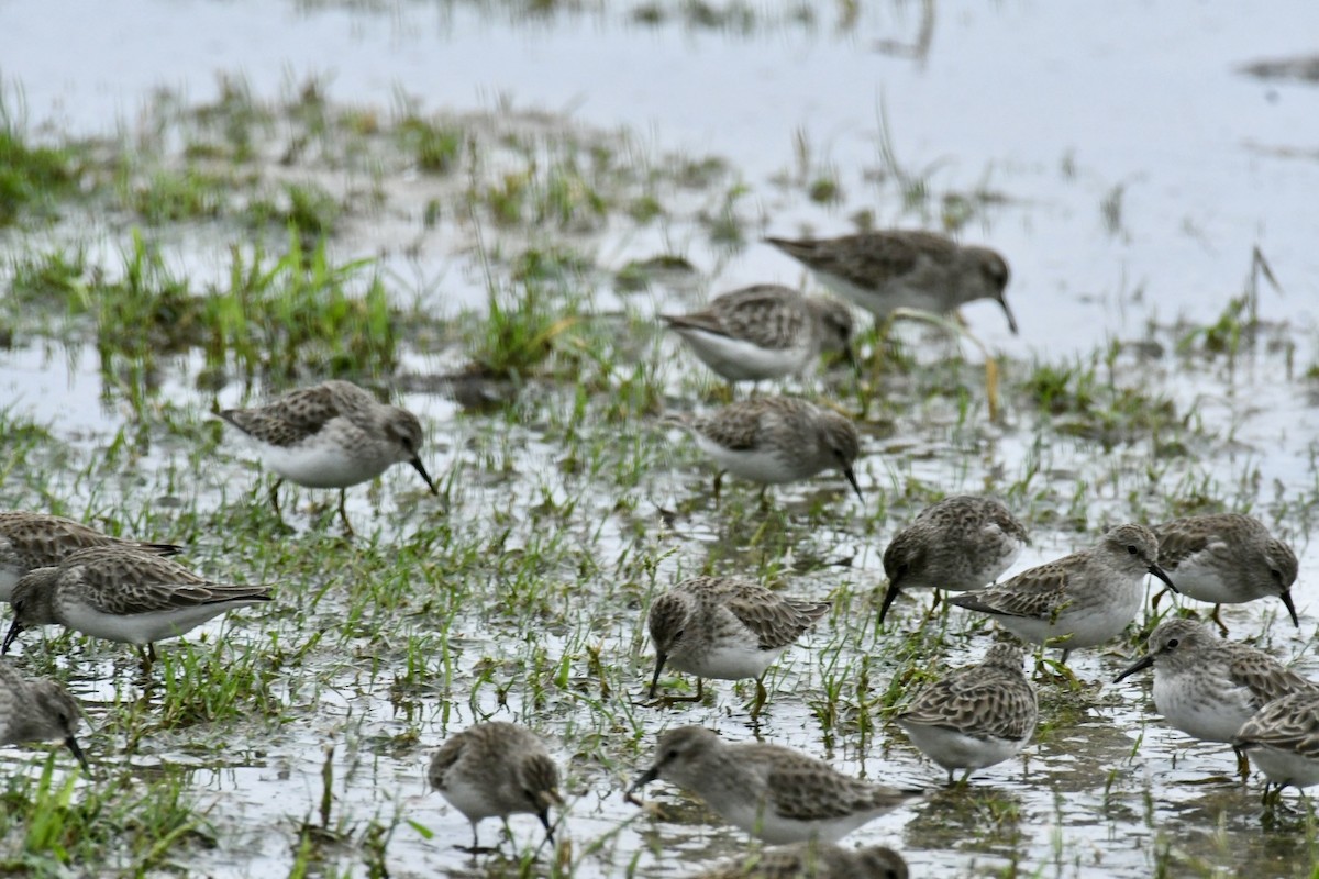 Least Sandpiper - ML611013172