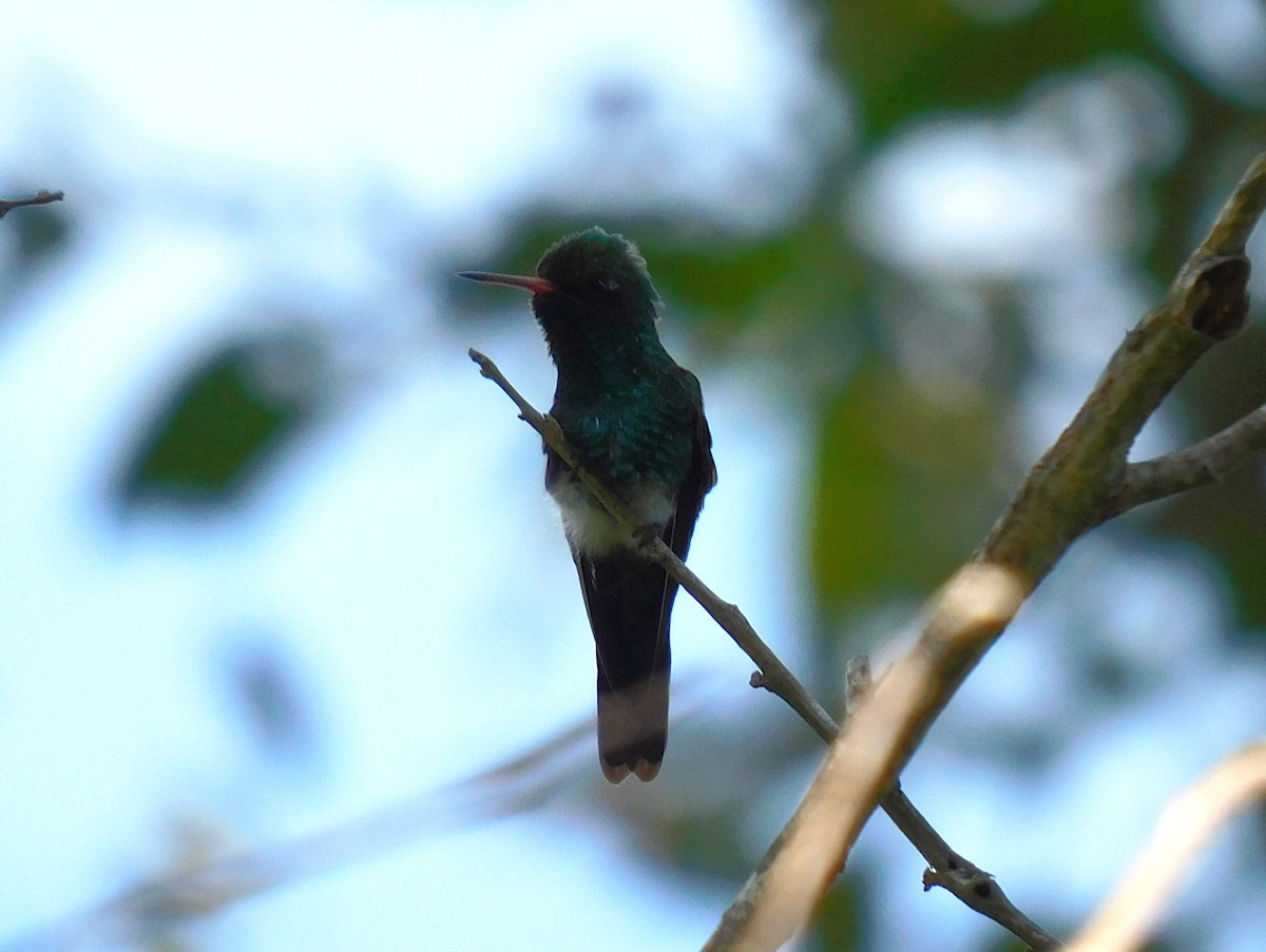 Canivet's Emerald - ML611013174