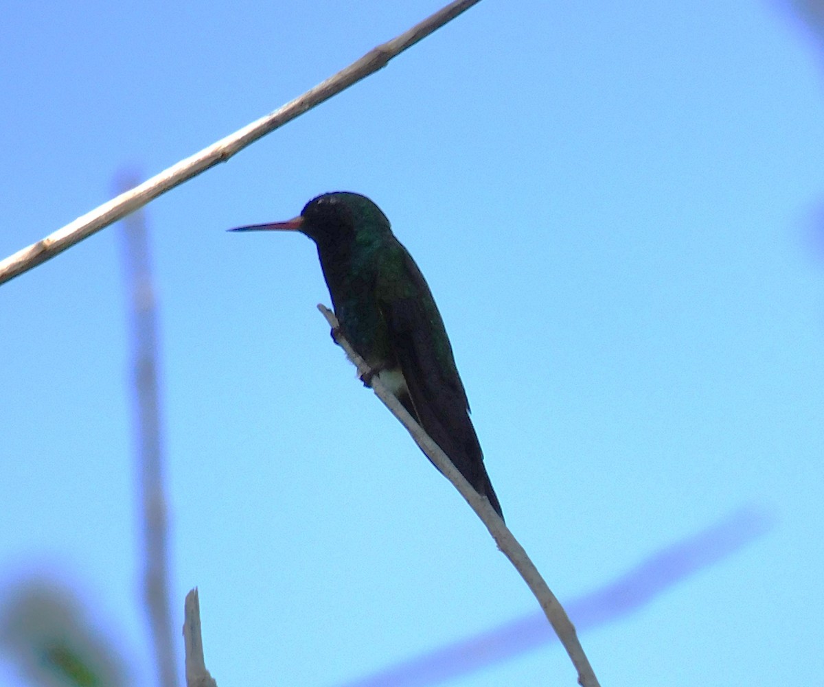 Canivet's Emerald - ML611013189