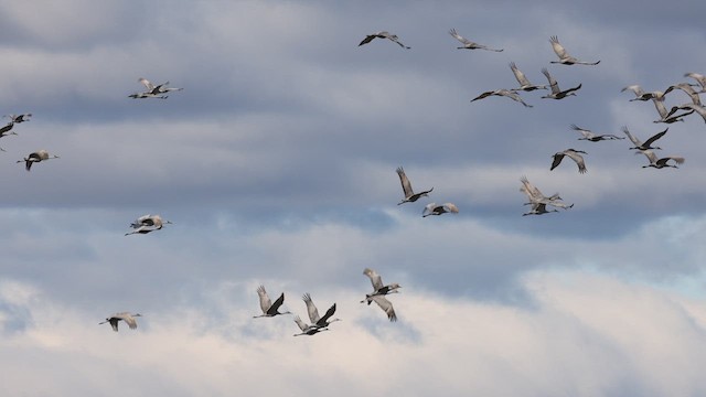 Sandhill Crane - ML611013210