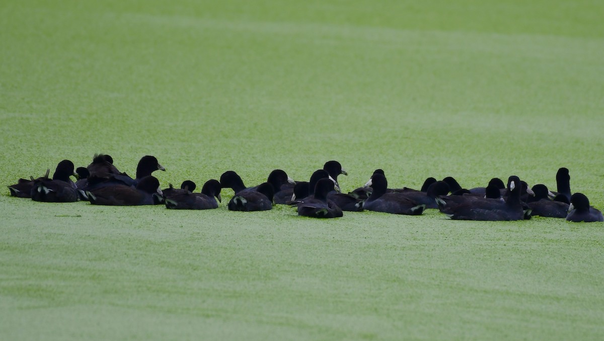 American Coot - Jimmie Dufault