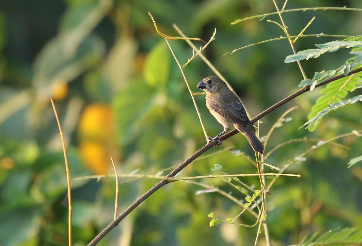 Wing-barred Seedeater (Wing-barred) - ML611013288