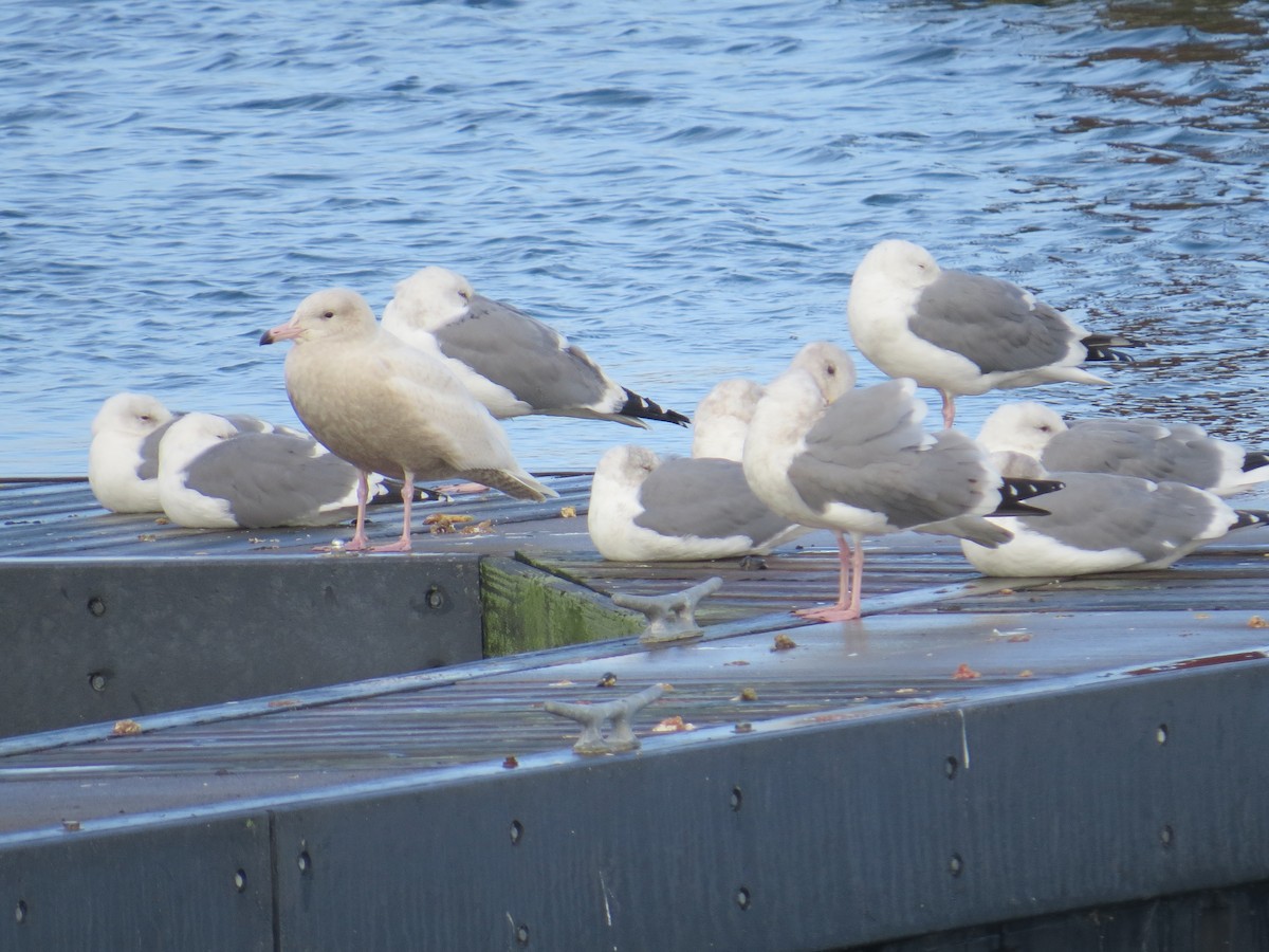 Glaucous Gull - ML611013302