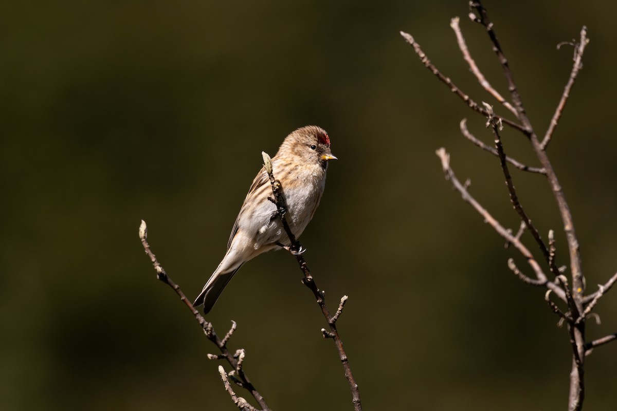 Lesser Redpoll - ML611013418