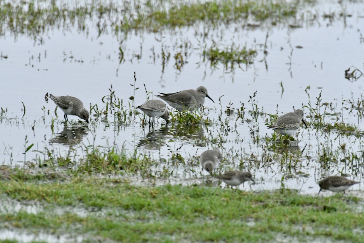 Dunlin - ML611013525