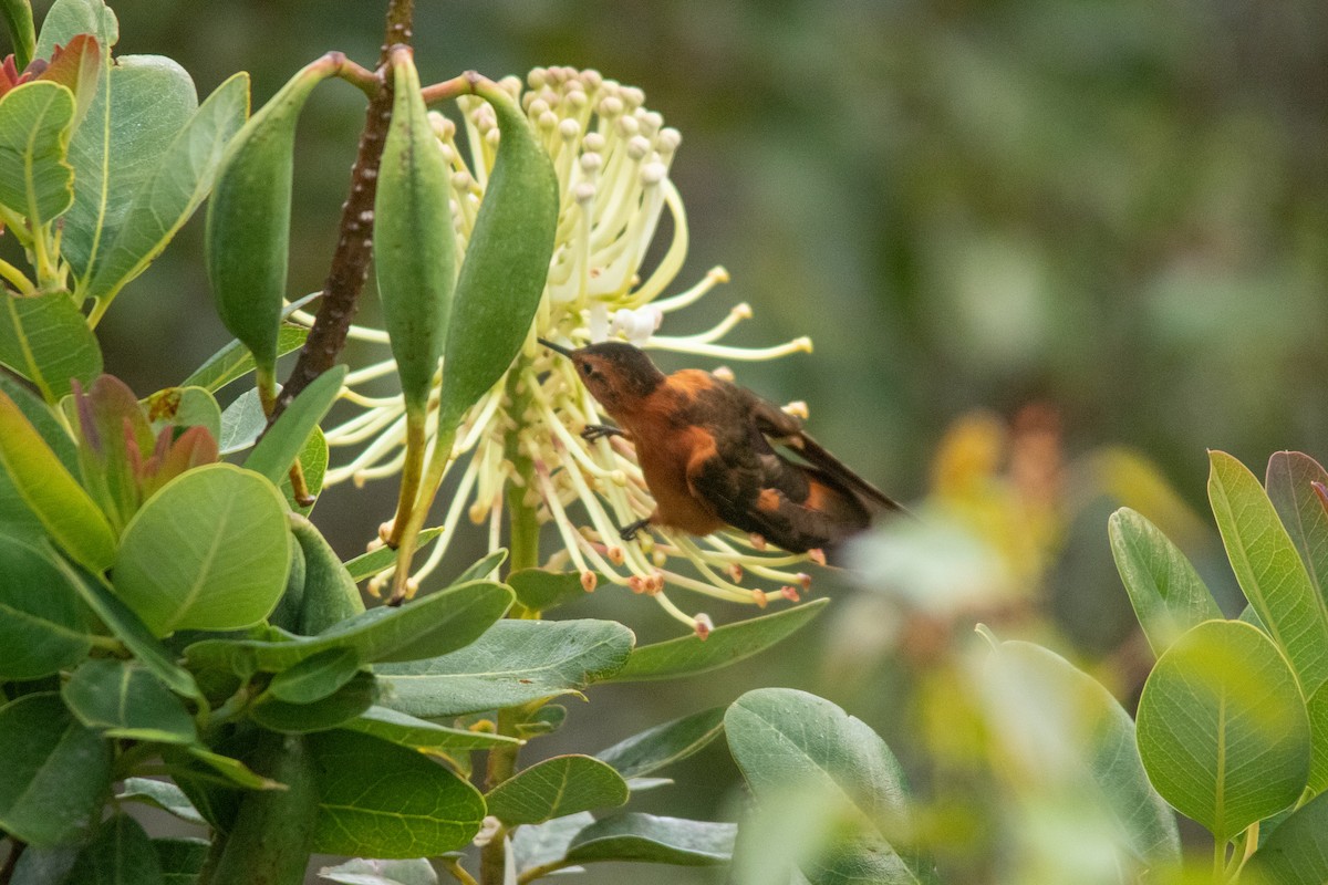 kolibřík duhovohřbetý - ML611013530