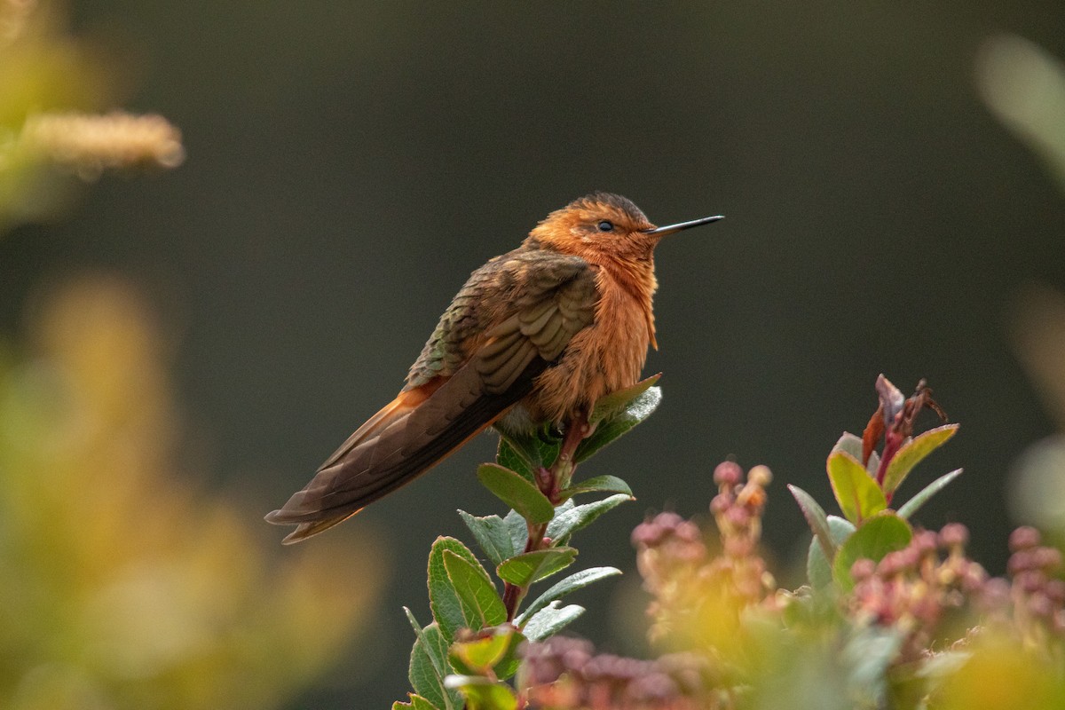 Colibri étincelant - ML611013533