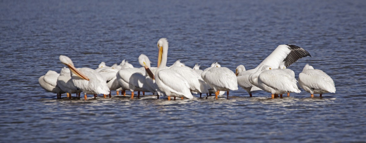 American White Pelican - ML611013599