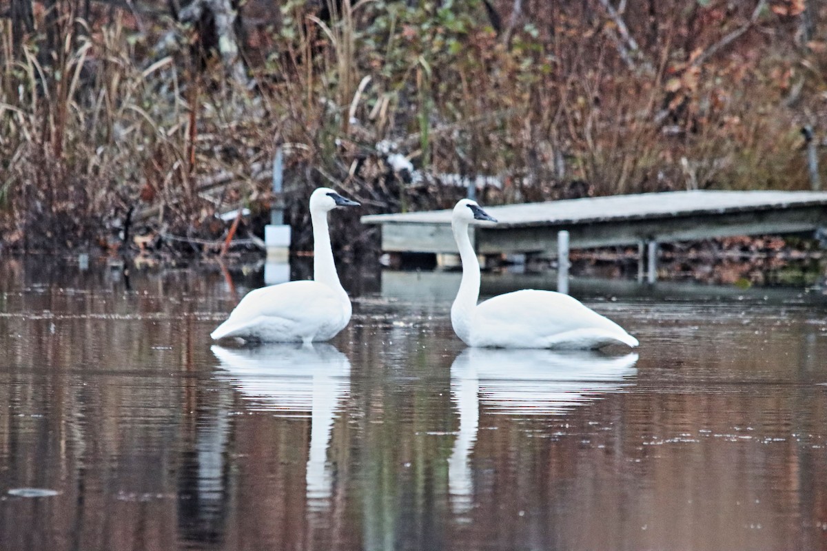 Trumpeter Swan - ML611013654