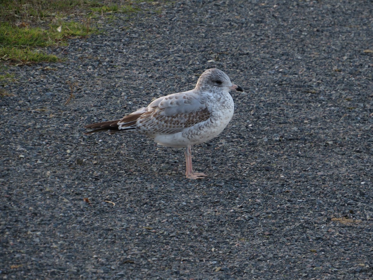 Ring-billed Gull - alicia penney