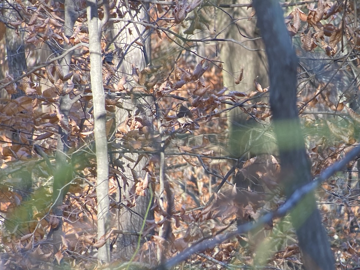 Hermit Thrush - ML611013677