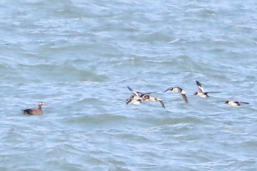 White-winged Scoter - ML611013925