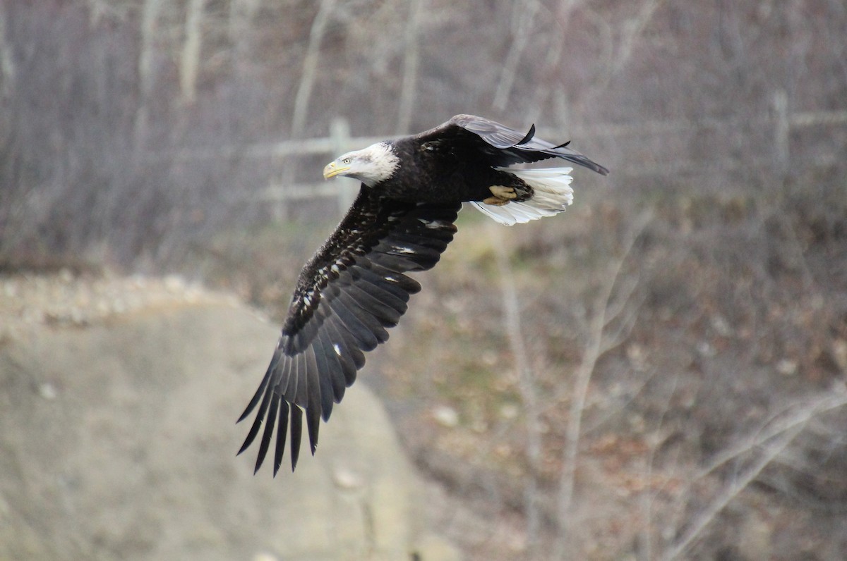 Bald Eagle - Elaine Cassidy