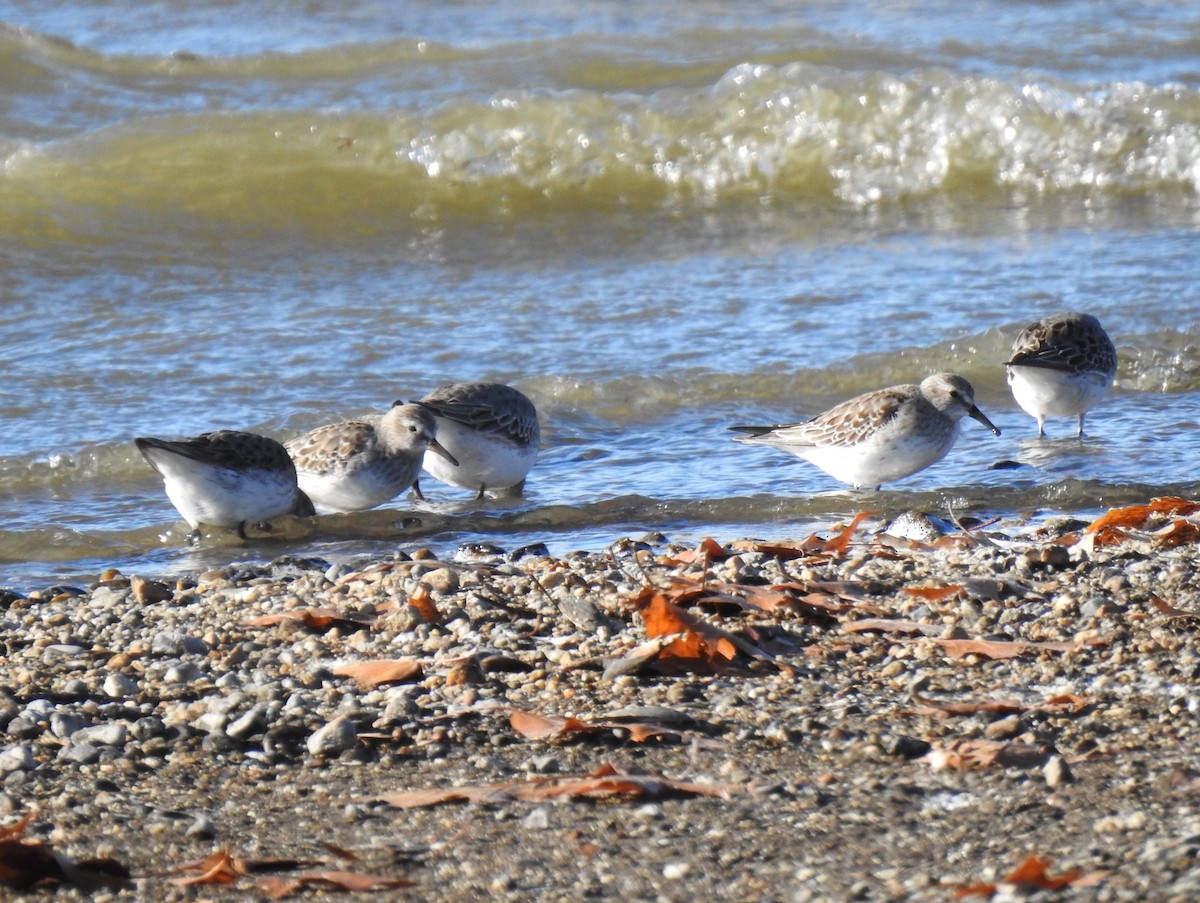 White-rumped Sandpiper - ML611013981