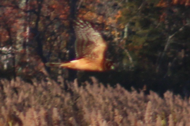 Northern Harrier - ML611014060