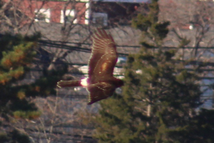 Northern Harrier - ML611014074