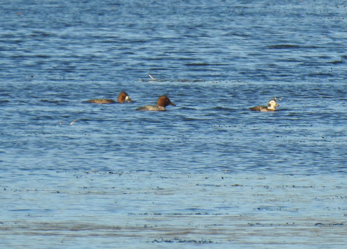 Long-tailed Duck - ML611014107