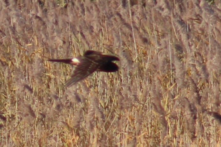 Northern Harrier - ML611014133