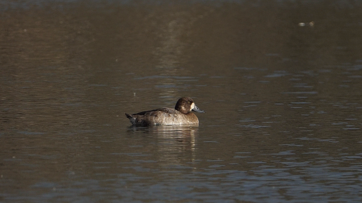 Greater Scaup - ML611014155