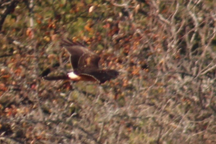 Northern Harrier - ML611014156