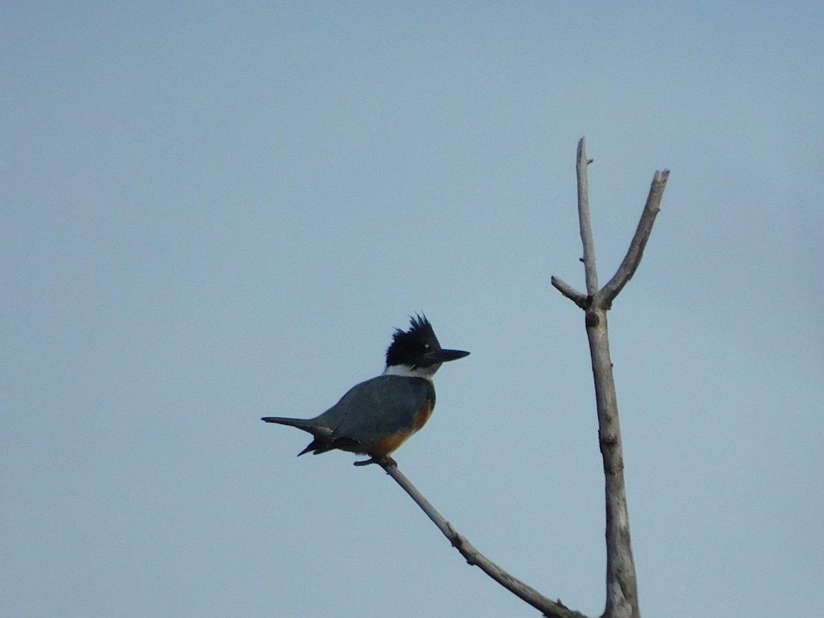 Belted Kingfisher - ML611014170