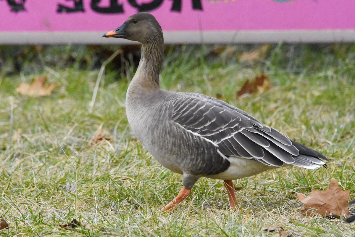 Tundra Bean-Goose - Angelo DelloMargio