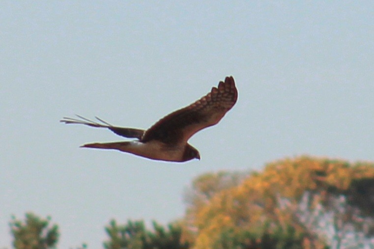 Northern Harrier - ML611014265