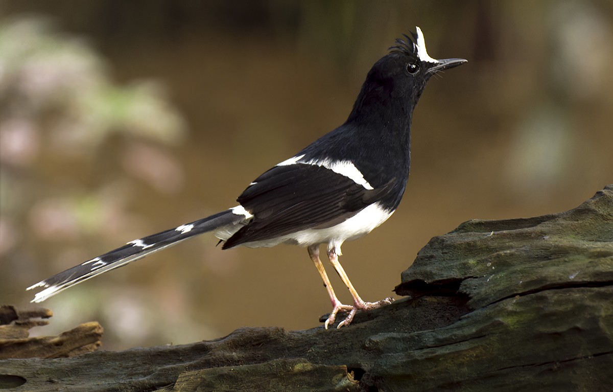 White-crowned Forktail (Javan) - ML611014266