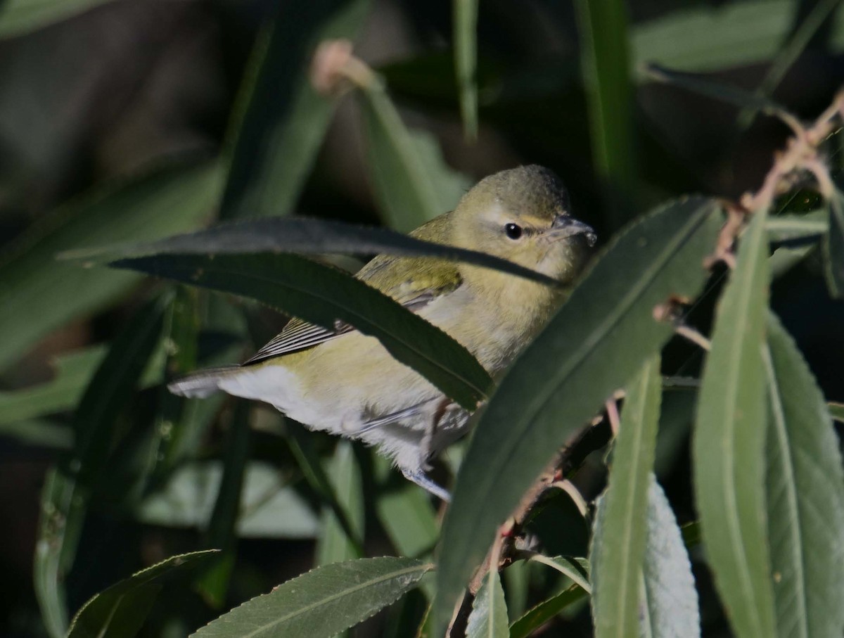 Tennessee Warbler - ML611014417