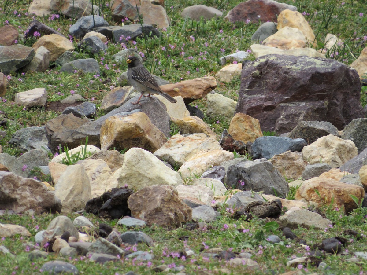 Mourning Sierra Finch - ML611014443