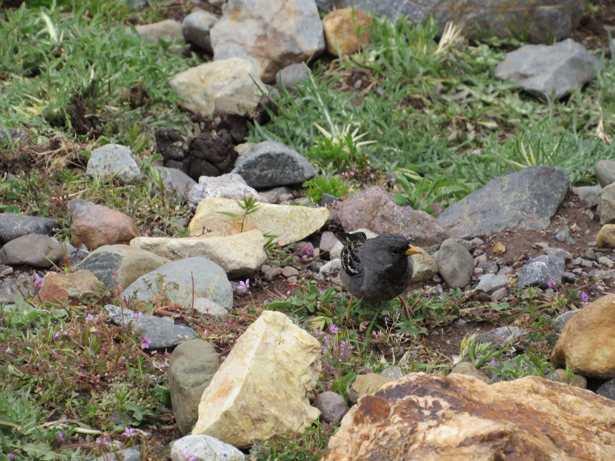 Mourning Sierra Finch - ML611014444