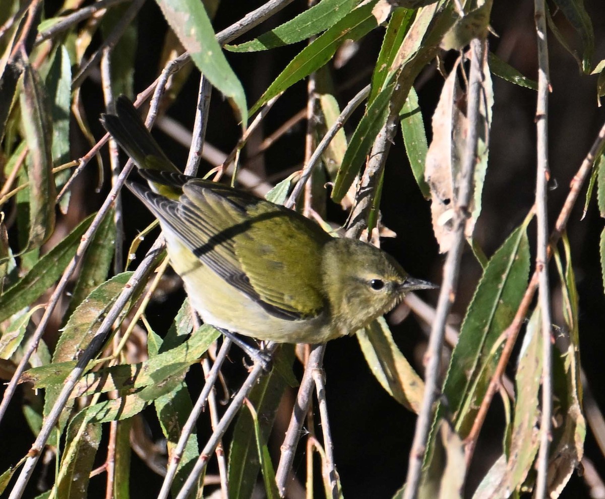 Tennessee Warbler - Jim Krakowski