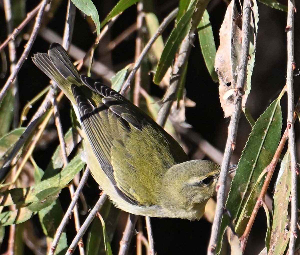 Tennessee Warbler - Jim Krakowski