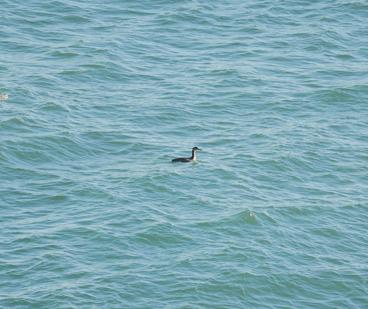 Red-necked Grebe - ML611014538