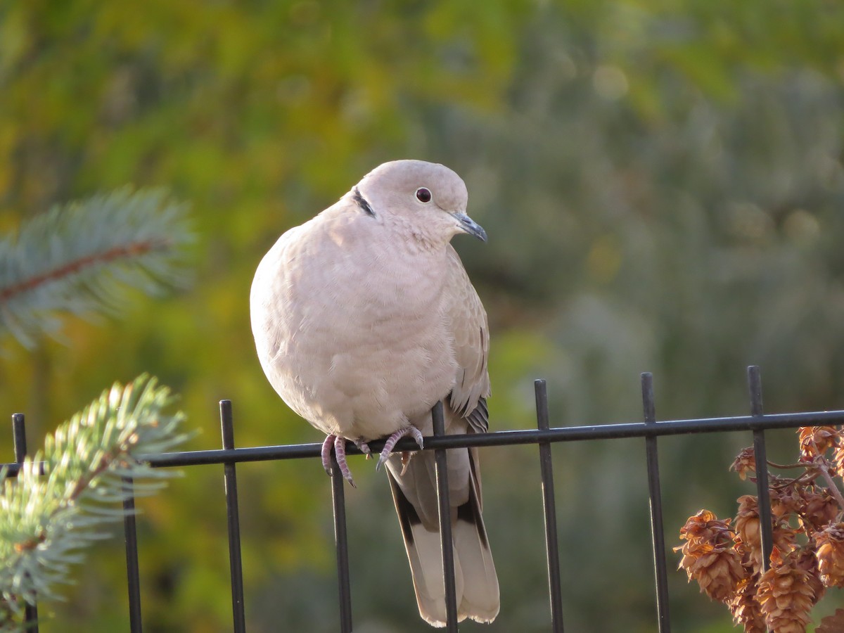 Eurasian Collared-Dove - ML611014550