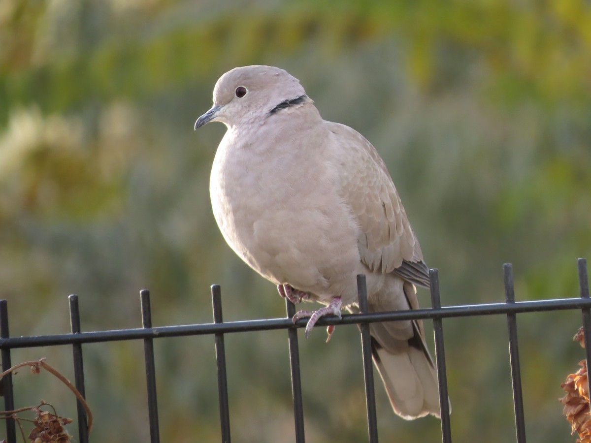 Eurasian Collared-Dove - ML611014552