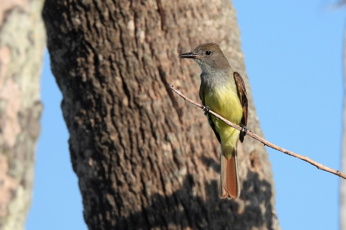 Great Crested Flycatcher - ML611014571