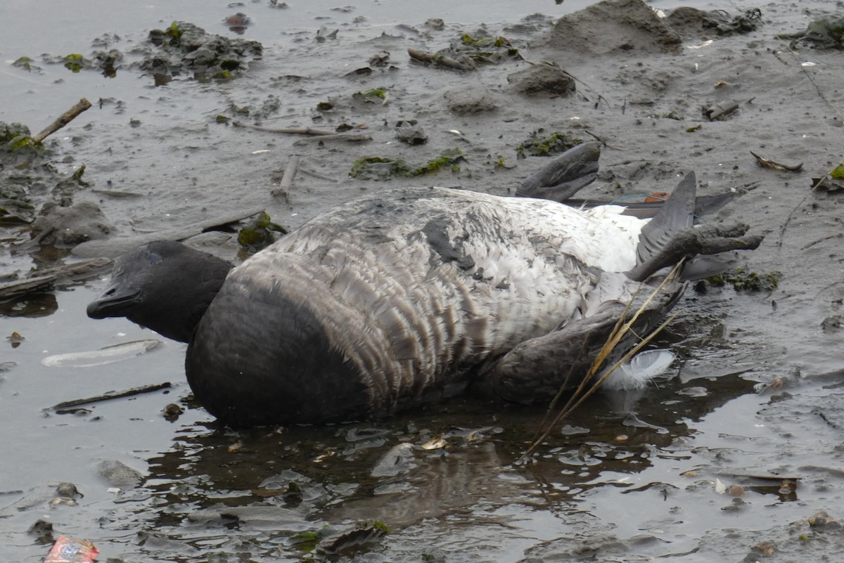 tanımsız Branta sp. - ML611014584