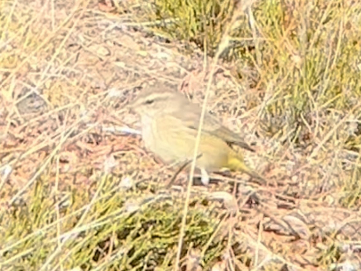Palm Warbler (Western) - ML611014604