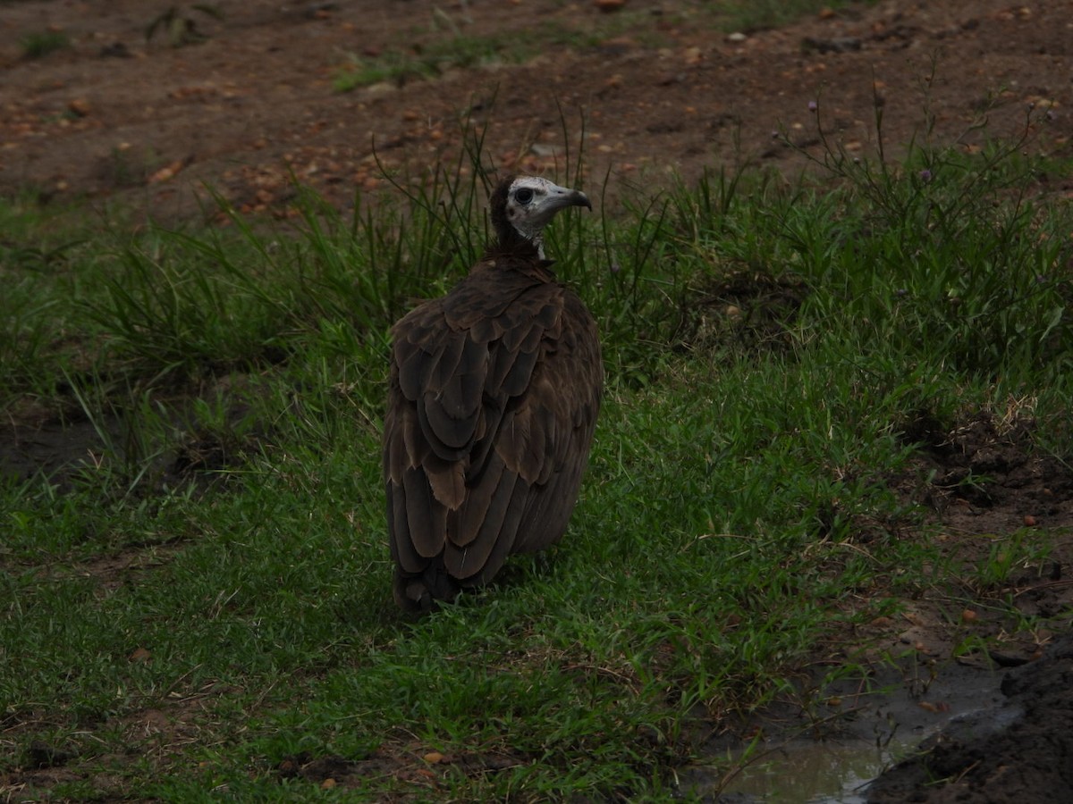 Hooded Vulture - ML611014738