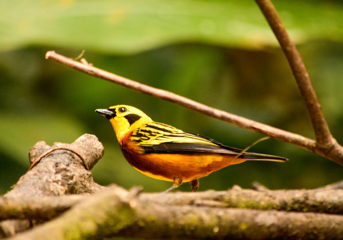 Golden Tanager - ML611014989